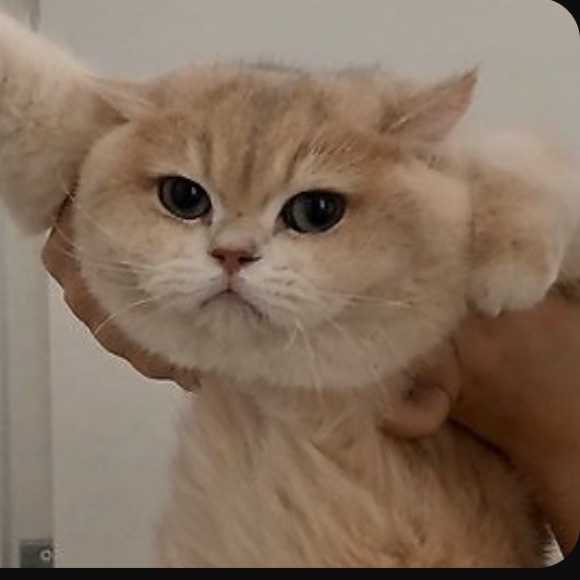 jennyd0115
